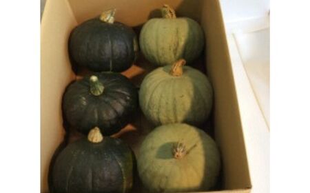 かぼちゃ 約12kg（ダークホース・とっておき） かぼちゃ かぼちゃ かぼちゃ かぼちゃ かぼちゃ[BEAC004]