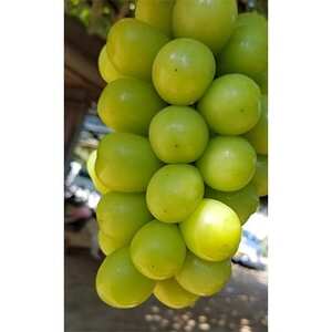 シャインマスカット (約2kg箱) 農家直送朝どりシャインマスカット3～4房【配送不可地域：離島】【1178162】