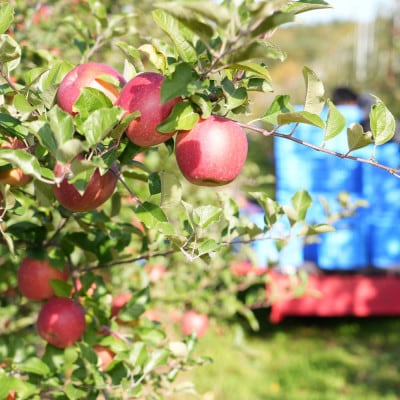 【発送月固定定期便】青森りんご 訳あり 品種おまかせ 3kg 9月〜11月全3回【配送不可地域：離島・沖縄県】【4067590】