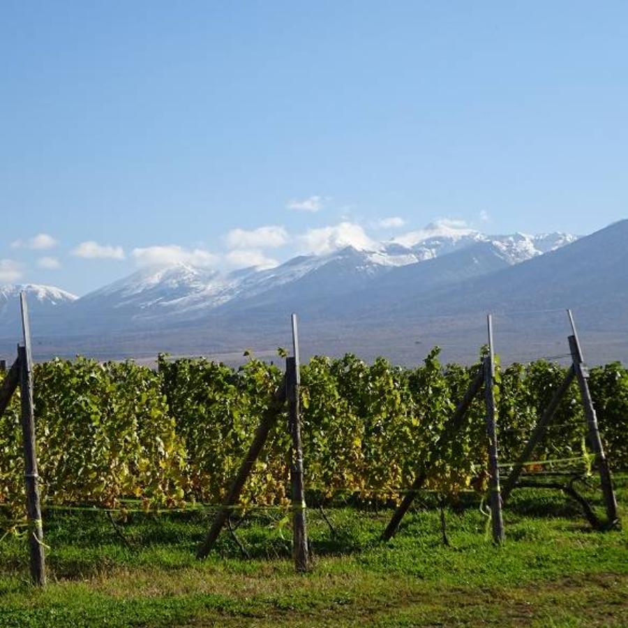 ＜多田ワイナリー＞野生酵母ワイン750ml×2本【ワイナリーおまかせ】（6回定期便）