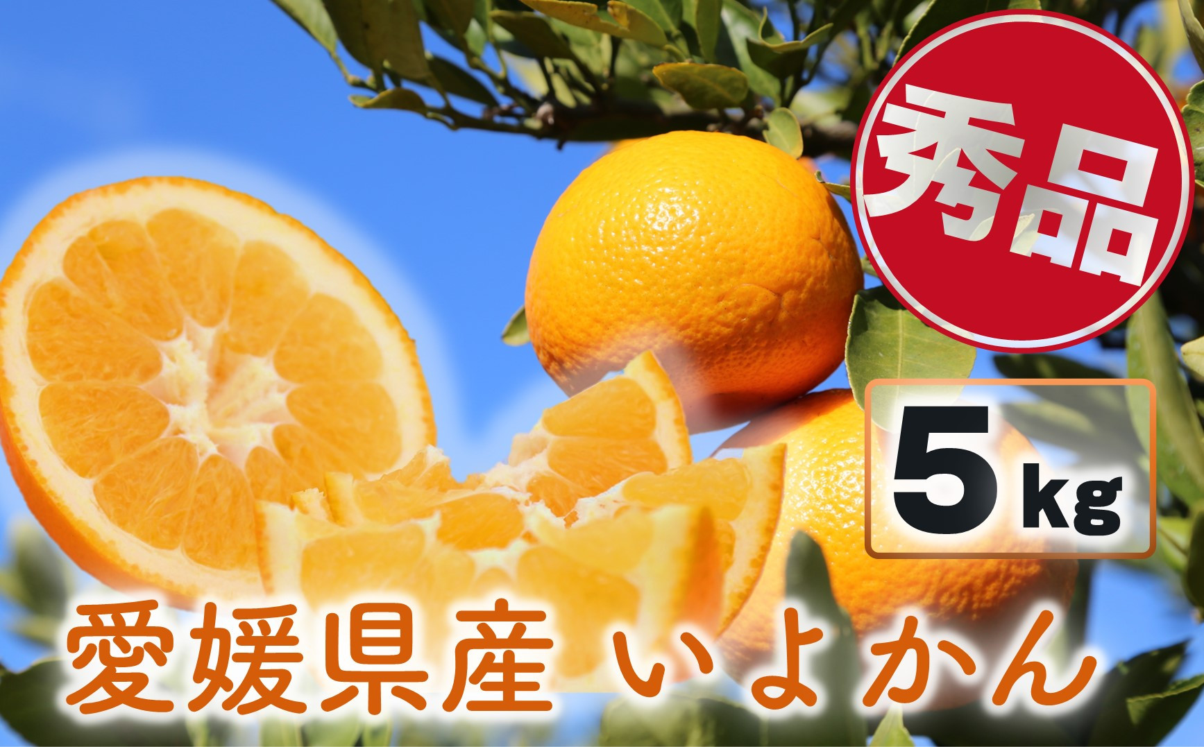 
【来年度先行予約品】 いよかん 伊予柑 5kg 愛媛県産 秀品 【2024年12月下旬～2025年3月下旬発送】 先行予約 いよかん 伊予柑 家庭用 柑橘 みかん 秀品 愛媛県 松山市
