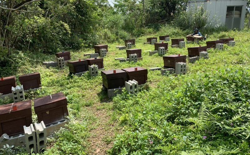 BitterHoney 非加熱無添加 ビターハニー3個 はちみつ 蜂蜜 国産 瓶詰 蜜 ハチミツ 純粋 苦味 名護市 沖縄 非加熱 無添加 無農薬 養蜂 600g アサグラ フカの木 セット ギフト 