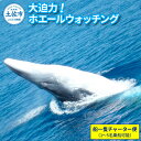 【ふるさと納税】ホエールウォッチング 船一隻チャーター便相当 1～5名分 40000円分 チャーター便 貸し切り レジャー 体験型 アクティビティ ウォッチング 旅行 観光 遊ぶ クジラ くじら 鯨 イルカ 土佐湾 海 動物 自然 親子 故郷納税 ふるさとのうぜい 返礼品 高知県 土佐市