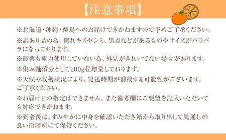 訳あり 森本農園の手選別 ネーブルオレンジ 10kg +200g傷み補償付 和歌山県産 サイズ混合 【北海道・沖縄・離島配送不可】【RN20】