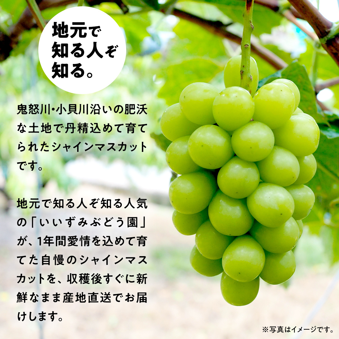 【 先行予約 ・ 数量/期間限定 】 シャインマスカット 3～4房（約2kg ） ブドウ ぶどう マスカット 種なし 皮ごと フルーツ 果物 くだもの 産直 新鮮 採れたて [CQ05-NT]_イメー