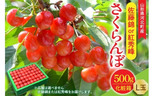 【令和8年産】さくらんぼ 佐藤錦or紅秀峰 500g L玉 手詰め 特秀品 化粧箱入 山形県河北町産 【山形eLab】フルーツ 人気 贈答 ふるさと納税 河北町 2026年産 品種おまかせ ka074-037