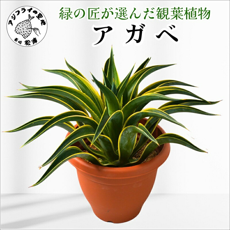 【ふるさと納税】緑の匠が選んだ観葉植物 素敵な空間づくりに アガべ【C0-069】