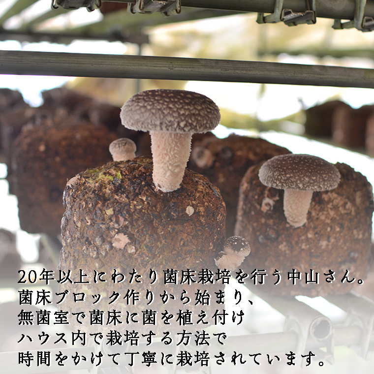 中山さん家の肉厚ジャンボしいたけ約1kg（15枚程度）【菌床