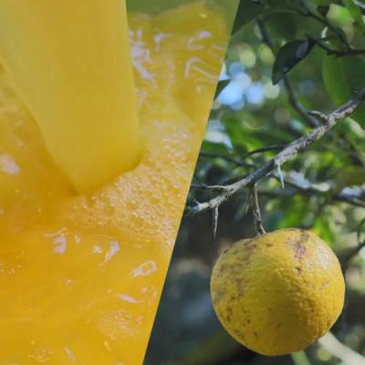 ふるさと納税 北川村 北川村クラフトゆずシロップ　300ml×3本 |  | 03