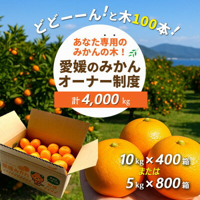 【ふるさと納税】あなた専用みかんの木どどんと100本!みかんオーナー制度 (みかん4,000kg)【H25-215】【1619942】
