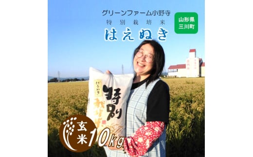 【令和7年産・玄米】グリーンファーム小野寺の特別栽培米はえぬき10kg　※10月中旬頃から順次配送予定