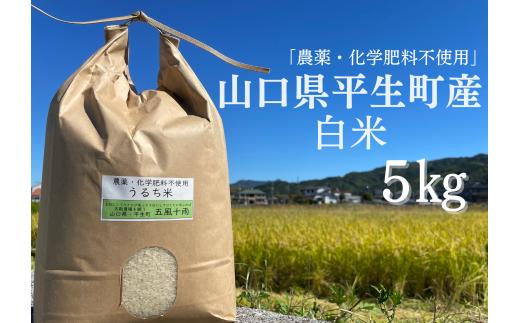 
農薬化学肥料不使用　山口県産🌾白米（にこまる）🌾5kg z14-1
