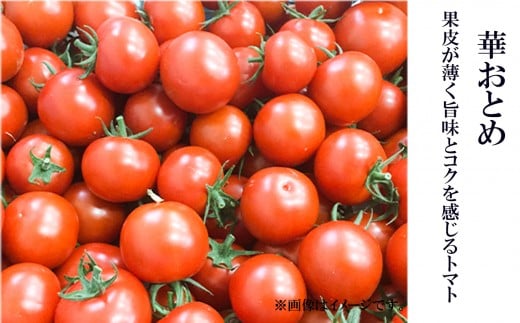 本田農園のかがやきトマト 2箱 約70個 完熟トマト｜石川県 小松市 本田農園