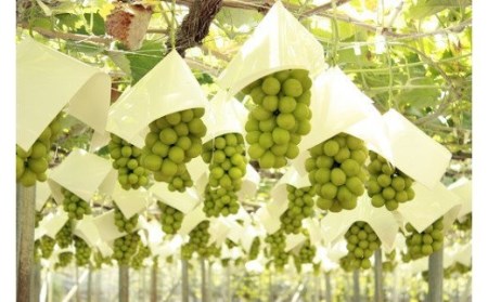 【2026年発送★先行予約】 JAふえふき シャインマスカット 2房（約1.2kg） 010-00826y