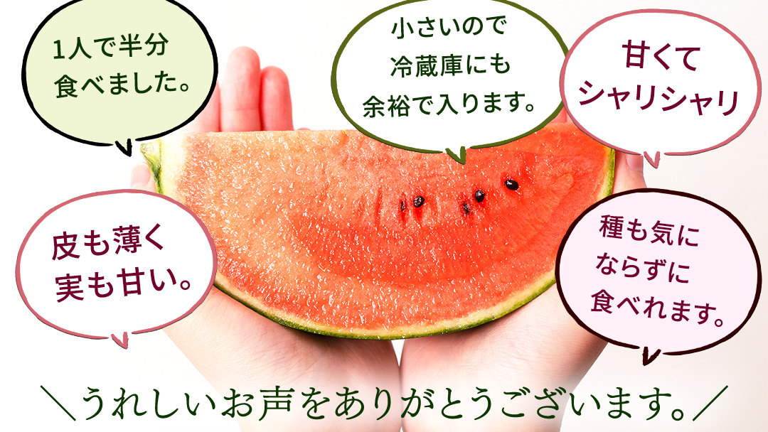 《 2027年 収穫分 》タネが気にならない 小玉スイカ ピノ・ガール 1玉 先行予約 国産 KEK 小玉 スイカ すいか 小玉すいか こだますいか ピノガール 国産 西瓜 フルーツ 果物 くだもの 