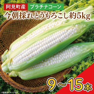 【先行予約】阿見町産 今朝採れとうもろこし約5kg（プラチナコーン・9本～15本）【茨城県 阿見町  国産 甘い 朝採り 野菜 スイートコーン ホワイト 白 送料無料】（04-23）