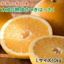 【ふるさと納税】こだわりの和歌山有田産木成り熟成さつき八朔10kg(Lサイズ) ★2025年4月より順次発送