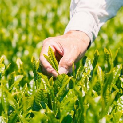 ふるさと納税 牧之原市 深蒸し一番茶ティーバッグ　3g×15袋入り×4本セット |  | 03