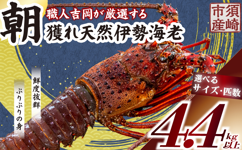 【伊勢海老】 朝どれ天然伊勢海老4.4kg以上 4.4kg以上