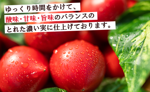 【先行受付】家庭用 野菜ソムリエが育てた フルーツトマト 500g×6袋 合計3kg - 野菜 とまと 産地直送 料理 アレンジ サラダ 完熟 甘い あまい フレッシュ さっぱり 酸味 うしの恵 小分