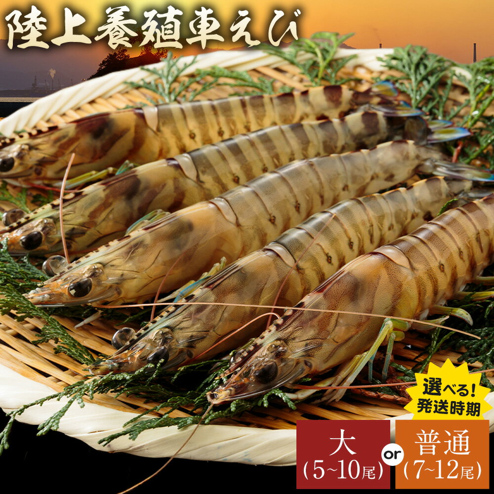 【ふるさと納税】陸上養殖 車エビ 東山陸上養殖研究所《選べる出荷時期》岡山県 笠岡市 送料無料 えび 海老 車えび 車海老 海産物 魚 刺身 天ぷら エビフライ