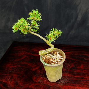 赤石の泉 赤石 五葉松（鉢植え） F-123【現品限り】【配送地限定】