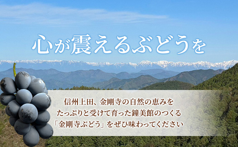 ナガノパープル 信州上田産金剛寺ぶどう 約1kg 2～3房 ぶどう 葡萄 ブドウ 長野パープル 1kg 果物 くだもの フルーツ デザート 旬の果物 旬のフルーツ 長野県 長野