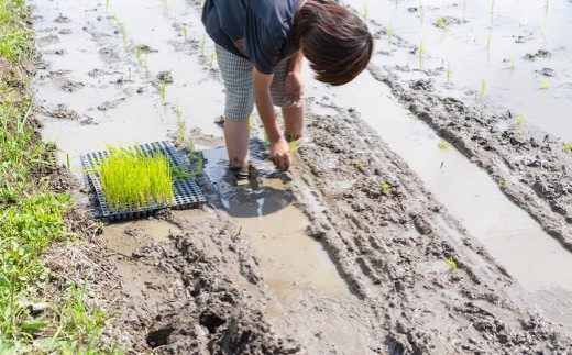  ぶんぶんファーム 自然栽培 ひのひかり 玄米 30kg 2024年10月24日より順次出荷