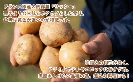 じゃがいも「サッシー」Lサイズ・10kg じゃがいも イモ いも サッシー 北海道 美幌町 送料無料 BHRG035 じゃがいも ジャガイモ いも 野菜 じゃがいも ジャガイモ いも 野菜 じゃがいも
