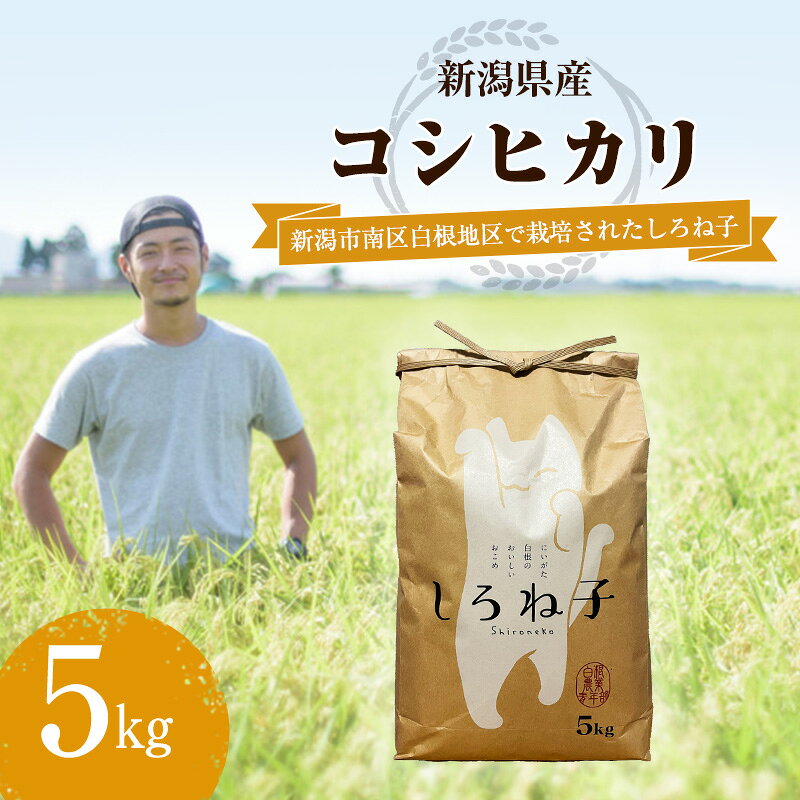【ふるさと納税】こしひかり 精米 5kg 新潟産 コシヒカリ 米 お米 こめ コメ 白米 産地直送 新潟県産 新潟県 新潟