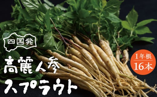 【ふるさと納税】四国発高麗人参スプラウト　1年根16本（約20g、全長25cm位）