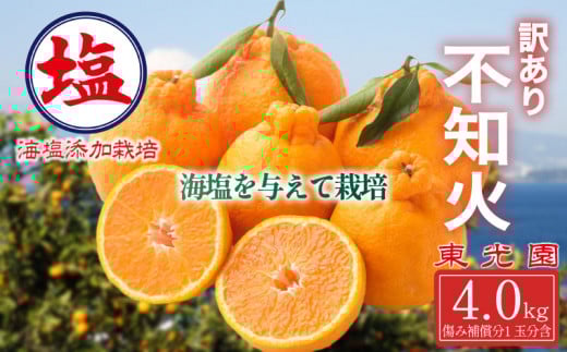 海塩を与えて栽培した 不知火 3月上中旬 順次発送 訳あり 計 4 kg 傷み補償分 1玉分 約300g 含む 西浦 みかん ミカン 蜜柑 しらぬい 柑橘 果物 フルーツ 沼津市 静岡県