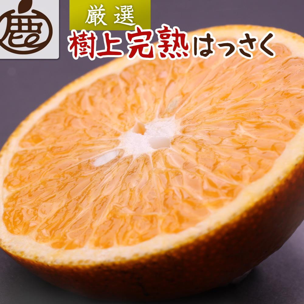 
            ［先行予約］厳選 樹上完熟はっさく1kg+250g（傷み補償分）［有田の春みかん・五月八朔・木生りはっさく］［光センサー選別］
          