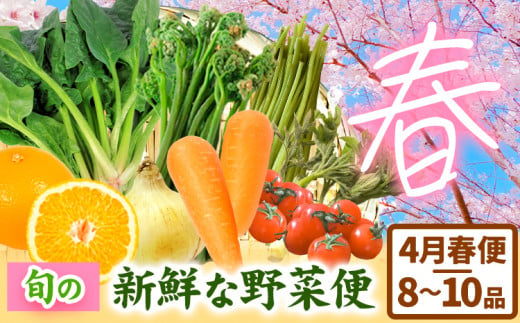 ＜先行予約＞旬の新鮮な 野菜便 4月春便 8～10品 《2024年4月中旬-5月下旬出荷》アグリサポート美馬 春野菜 ふき わらび うど こしあぶら(山の山菜) 新玉ネギ ほうれん草 ミニトマト 人参 八朔 野菜 青果物 送料無料 徳島県 美馬市