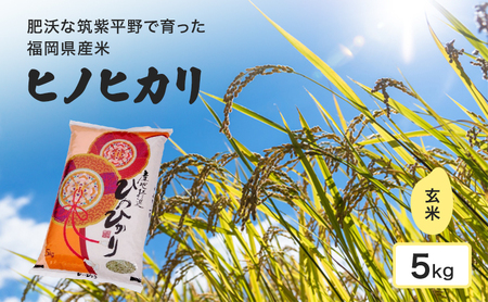 ヒノヒカリ 筑紫平野 玄米 福岡県産 ヒノヒカリ【5kg】