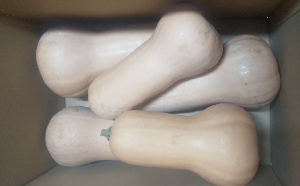 北海道産 お手頃バターナッツ かぼちゃ 約5kg