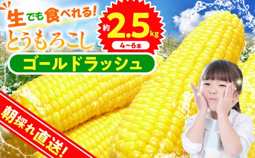 ★2027年先行予約★富士北麓忍野村の気候、水、自然で作られた朝採りトウモロコシ《ゴールドラッシュ》4本～6本（約2.5kg）
