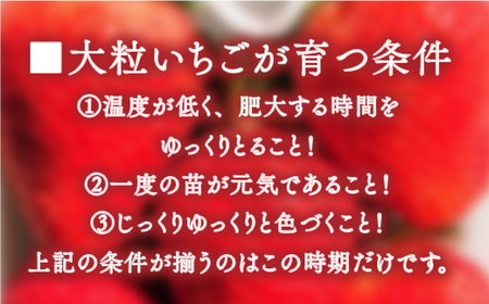 いちご あまおう 厳選大粒 4パック いちご 【2027年発送】