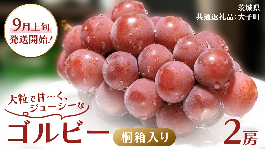 【桐箱入り】 ゴルビー ２房 【2025年9月上旬発送開始】(茨城県共通返礼品：大子町) ぶどう ブドウ 葡萄 果物 フルーツ 果実 贈答用 ギフト 贈り物 プレゼント