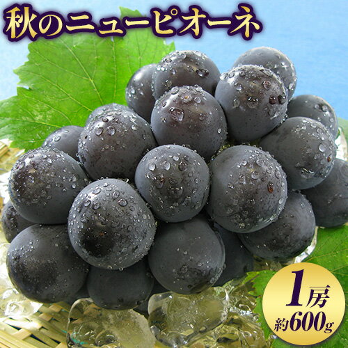 【ふるさと納税】【2026年先行予約】秋の ニューピオーネ 1房 約600g 環山堂株式会社《2026年8月下旬-9月下旬頃より発送予定》岡山県 浅口市 ぶどう 葡萄 ピオーネ フルーツ 果物 送料無料