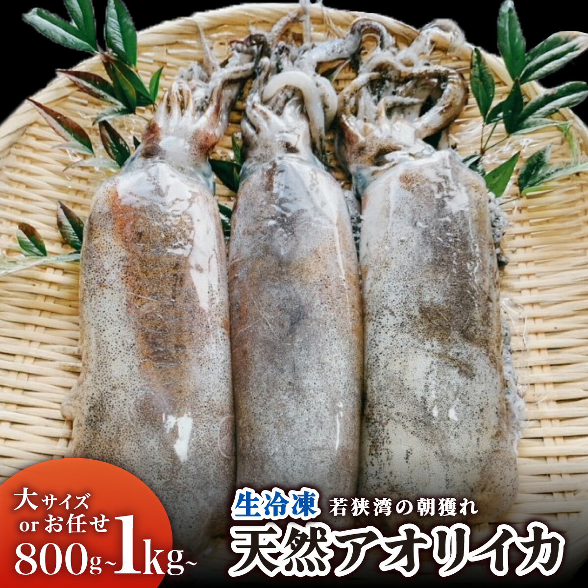 【ふるさと納税】【選べるサイズ】若狭湾の朝獲れ・天然アオリイカ（生冷凍）大サイズ 1kg以上（個包装、2～4パック） or おまかせサイズ 800g以上（2～5杯入り、2～4パック）【マイマルシェ 敦賀 天然 アオリイカ イカ 海鮮 旬 NEW 新規】
