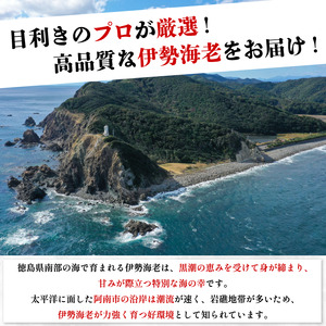 【 伊勢海老 】 伊勢海老 2kg おまかせ