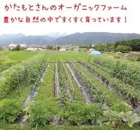 【5回定期便】お野菜セット かたもとオーガニックファーム 野菜