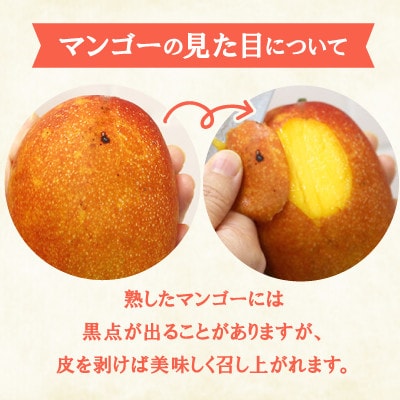 【2026年6月下旬から順次発送】今帰仁産のA級アップルマンゴー1kg(2〜3玉)【配送不可地域：離島】【4014730】
