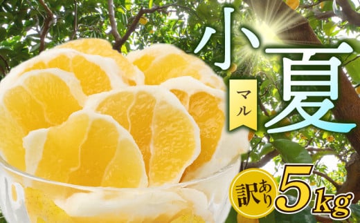 【 超訳あり 】小夏 ( 日向夏 ) サイズ おまかせ ( S～Lサイズ ) 5kg マル 等級  旬 高知 県 須崎 産  柑橘 初夏 フルーツ 果物 こなつ コナツ ひゅうが夏 みかん HK002