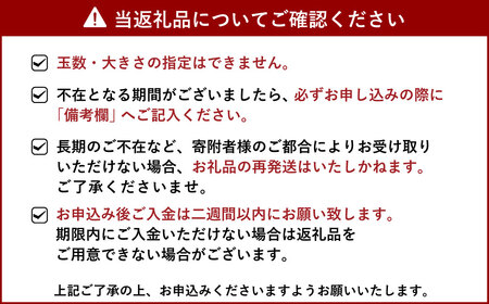 【先行予約】訳あり ハウス 不知火 約5kg【合同会社宝Farm】【2025年1月下旬から3月上旬発送予定】