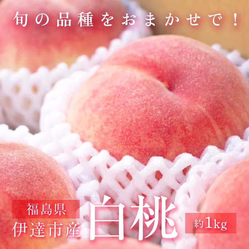 【ふるさと納税】【2026年出荷分先行予約】福島県産 どれが届くかお楽しみ白桃 約1kg (3～6玉) 農業生産法人種まきうさぎ株式会社 旬の桃 伊達市産 伊達の桃 フルーツ 果物 もも モモ momo F20C-946