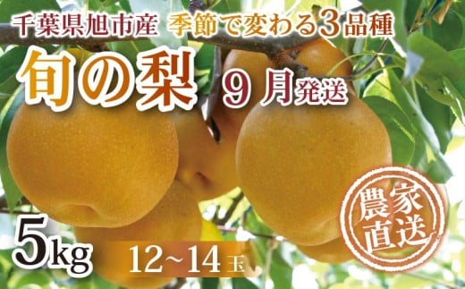 【 先行予約 】【 9月発送 】 梨 旬の梨 約 5kg 幸水 豊水 あきづき 12 ～ 14玉 梨 なし 梨 旬 千葉 千葉県産 〈 2025年 9月 発送 〉みずみずしい 糖度 甘み 甘い くだもの 果物 フルーツ ふるさと納税 産地 産地直送 送料無料 千葉県 旭市 旭市産 まる吉園 mkn004