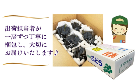 【2026年先行予約】訳あり クイーンルージュ®  約2kg（4~6房）※最低1.8kg以上｜ ぶどう ぶどう