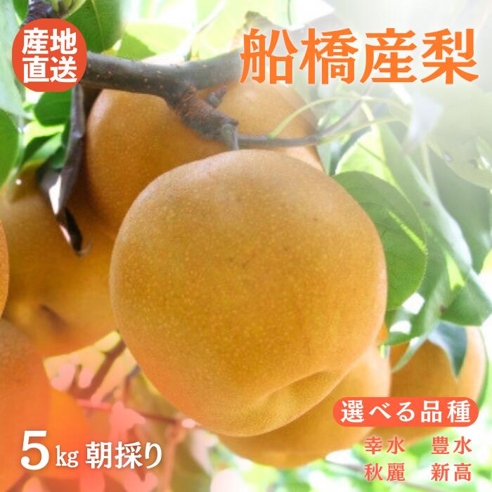 【ふるさと納税】先行予約 残りわずか 梨 なし 船橋のなし 幸水 豊水 秋麗 5kg おすすめ 千葉県 2025年発送 ※お届け日指定不可 い志い農園